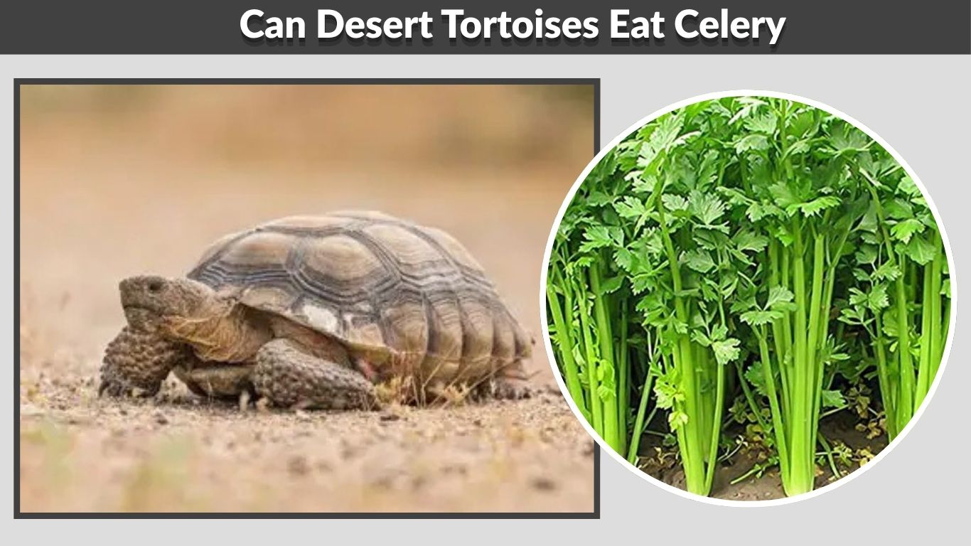Can Desert Tortoises Eat Celery? Safe Feeding Guide