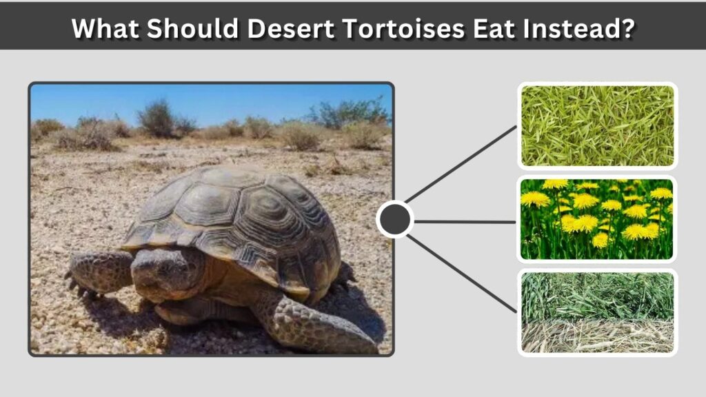 What Should Desert Tortoises Eat Instead?