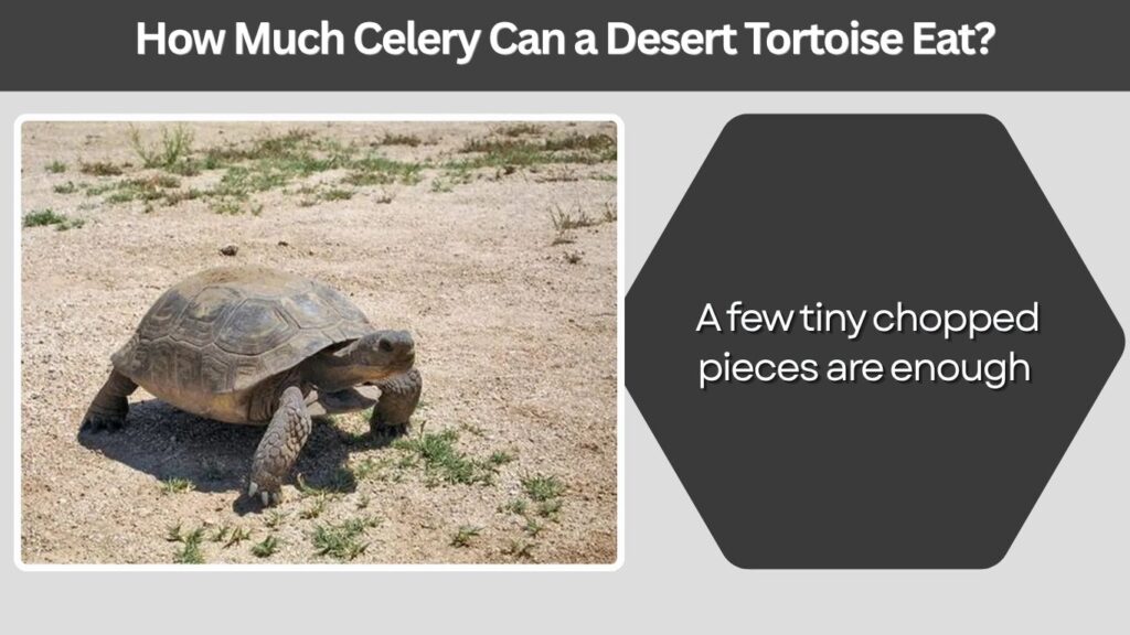 How Much Celery Can a Desert Tortoise Eat?