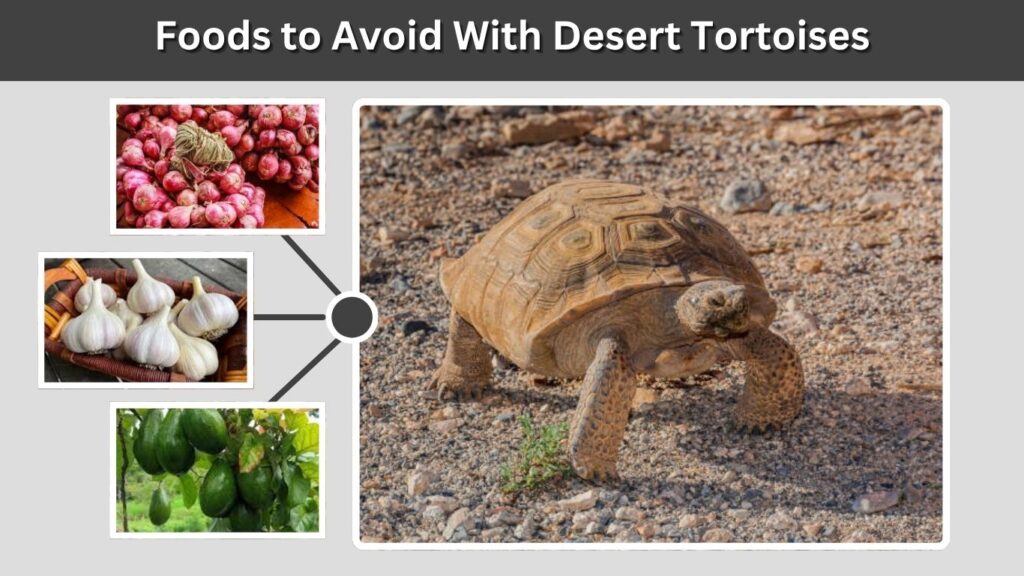 Foods to Avoid With Desert Tortoises