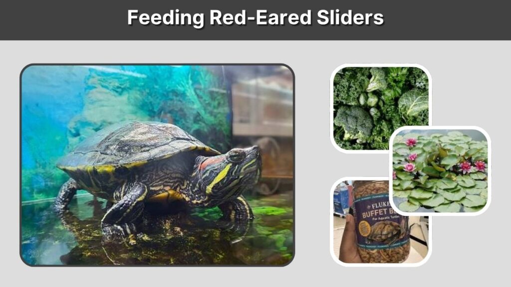 Feeding Red-Eared Sliders