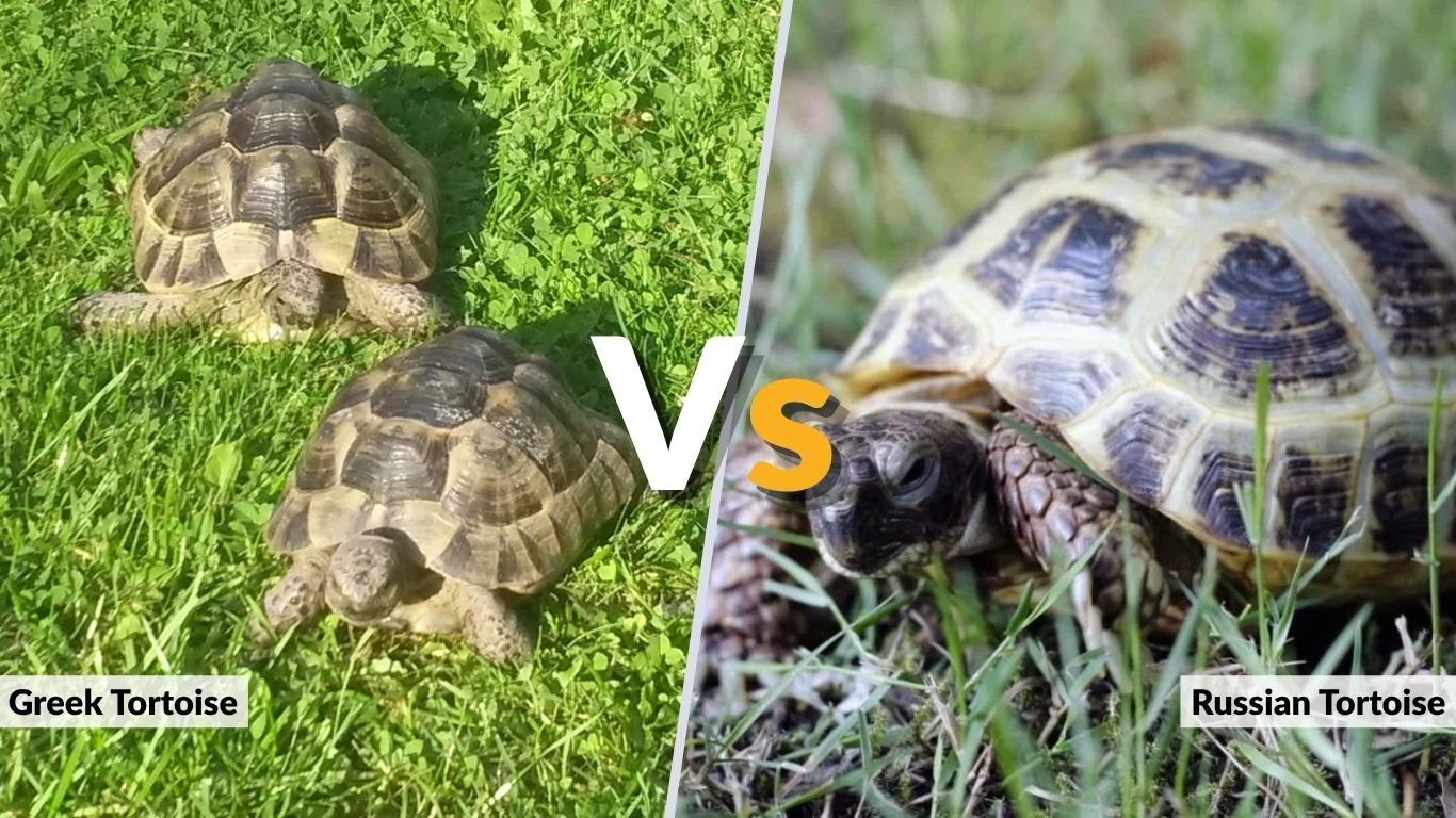Greek vs Russian Tortoise: Key Differences for Keepers