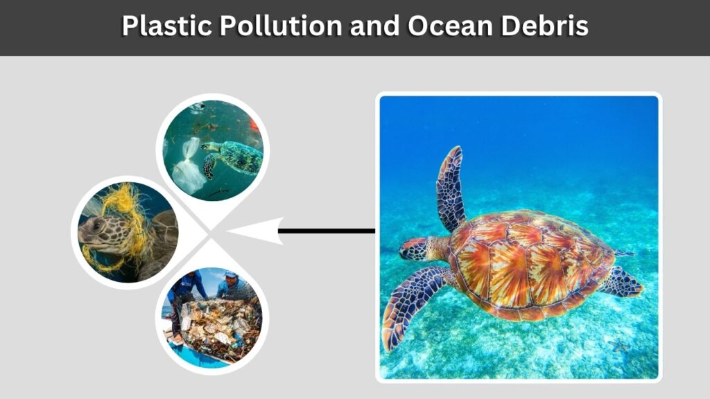 Plastic Pollution and Ocean Debris