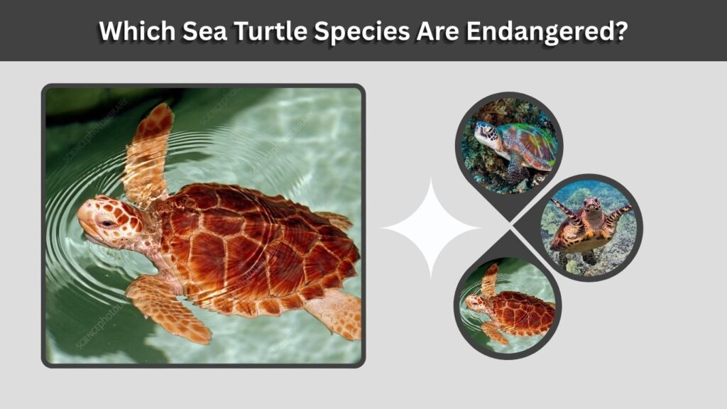Which Sea Turtle Species Are Endangered?