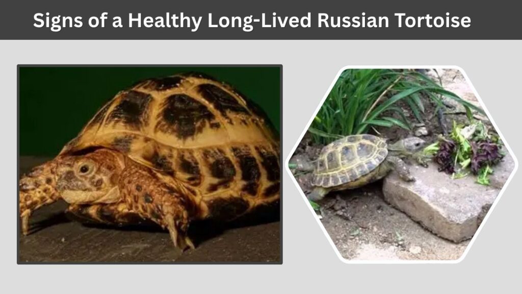 Signs of a Healthy Long-Lived Russian Tortoise