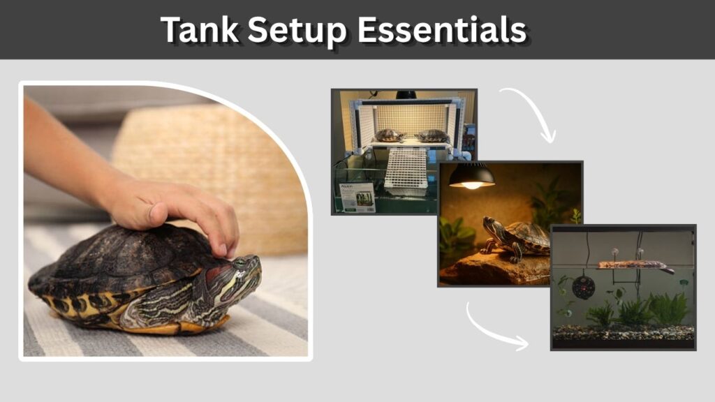 Tank Setup Essentials