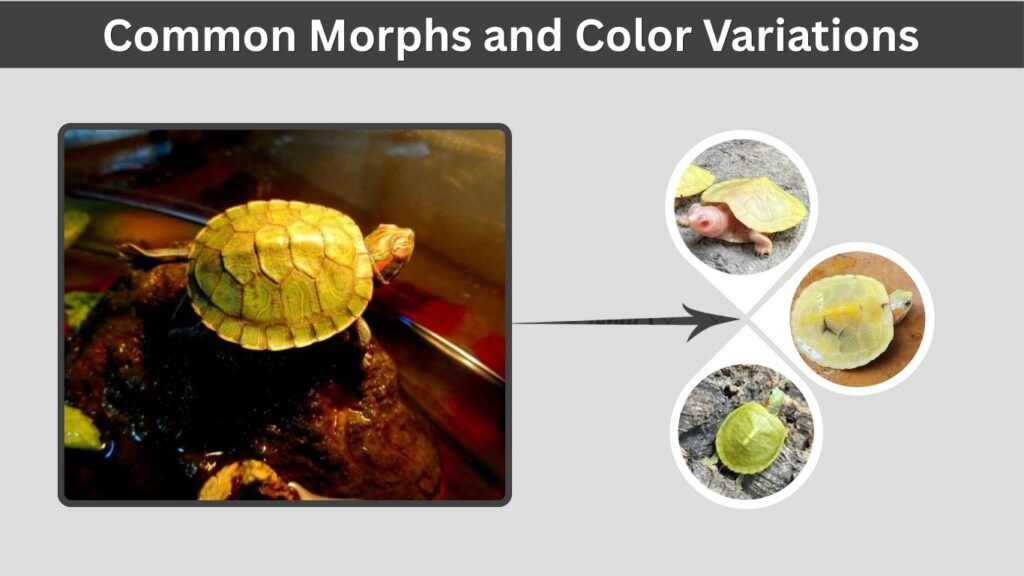 Common Morphs and Color Variations
