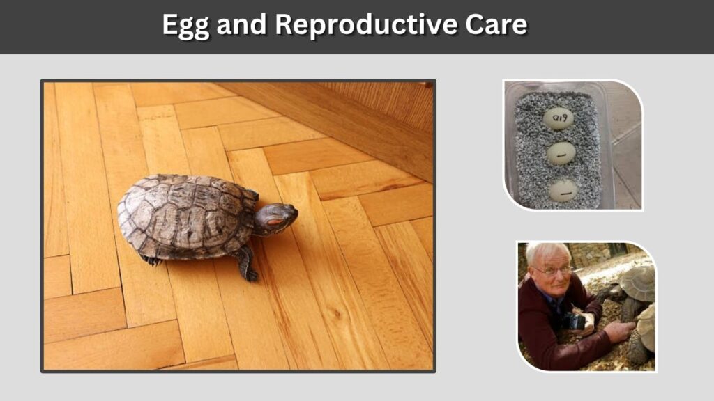 Egg and Reproductive Care