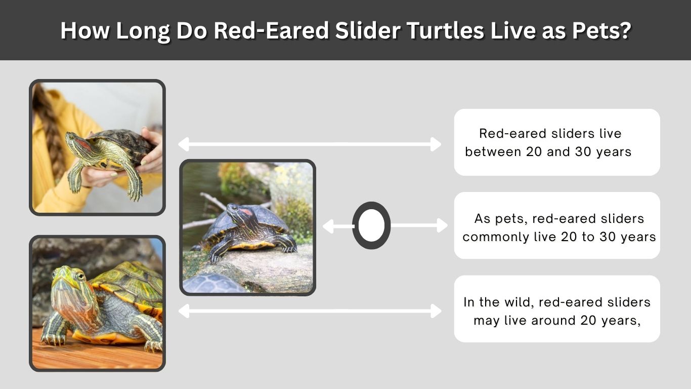 How Long Do Red-Eared Slider Turtles Live as Pets?