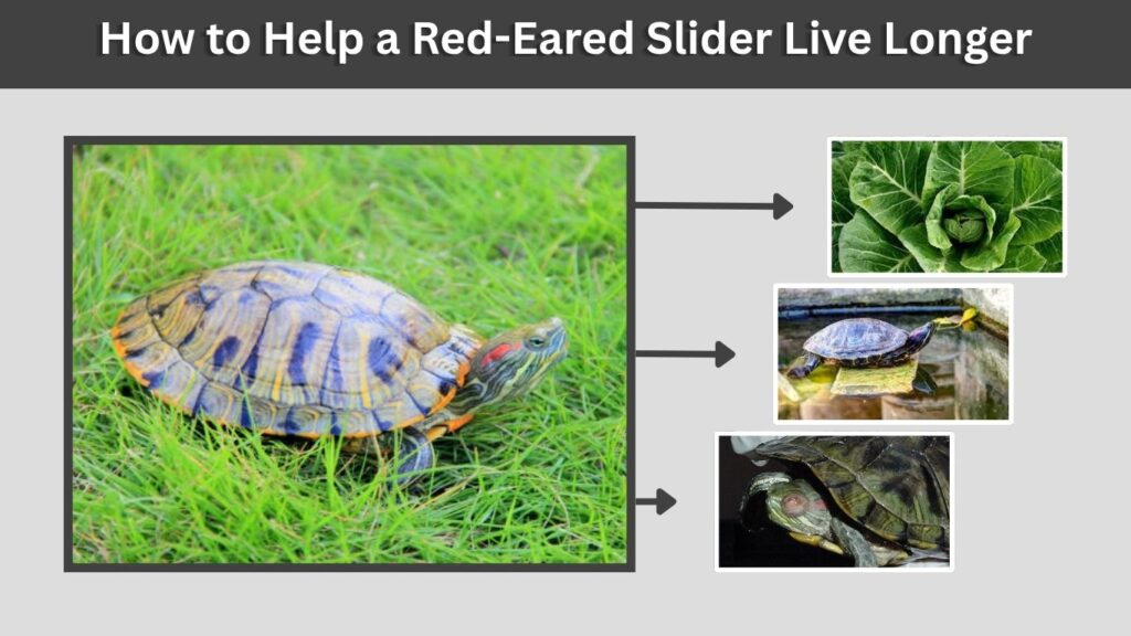 How to Help a Red-Eared Slider Live Longer