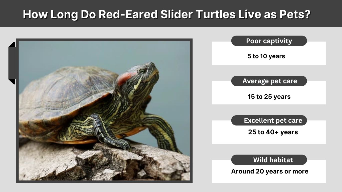 How Big Do Red-Eared Slider Turtles Get?