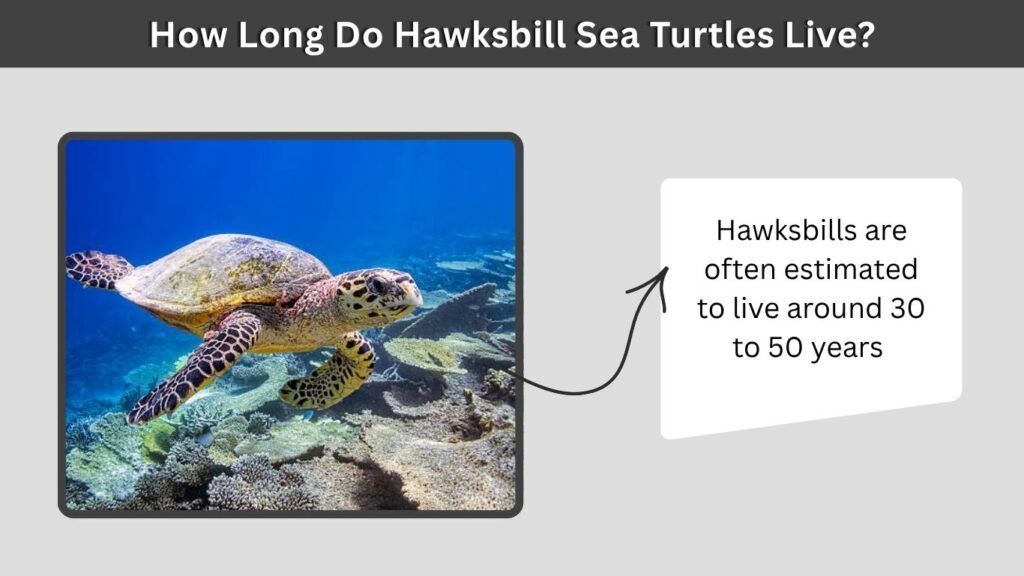 How Long Do Hawksbill Sea Turtles Live?