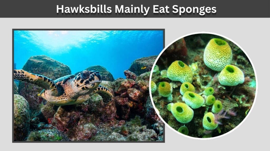 Hawksbills Mainly Eat Sponges