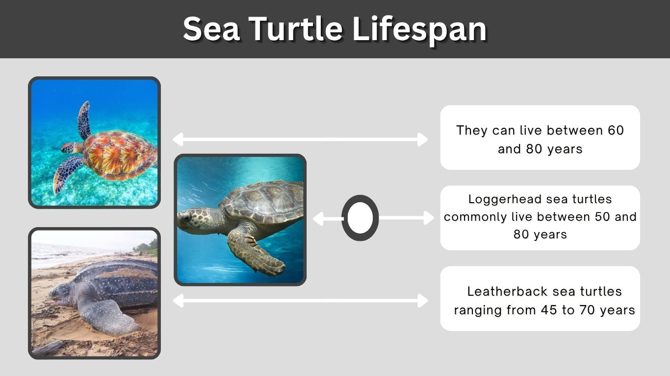 Sea Turtle Lifespan: How Long Do Sea Turtles Live?