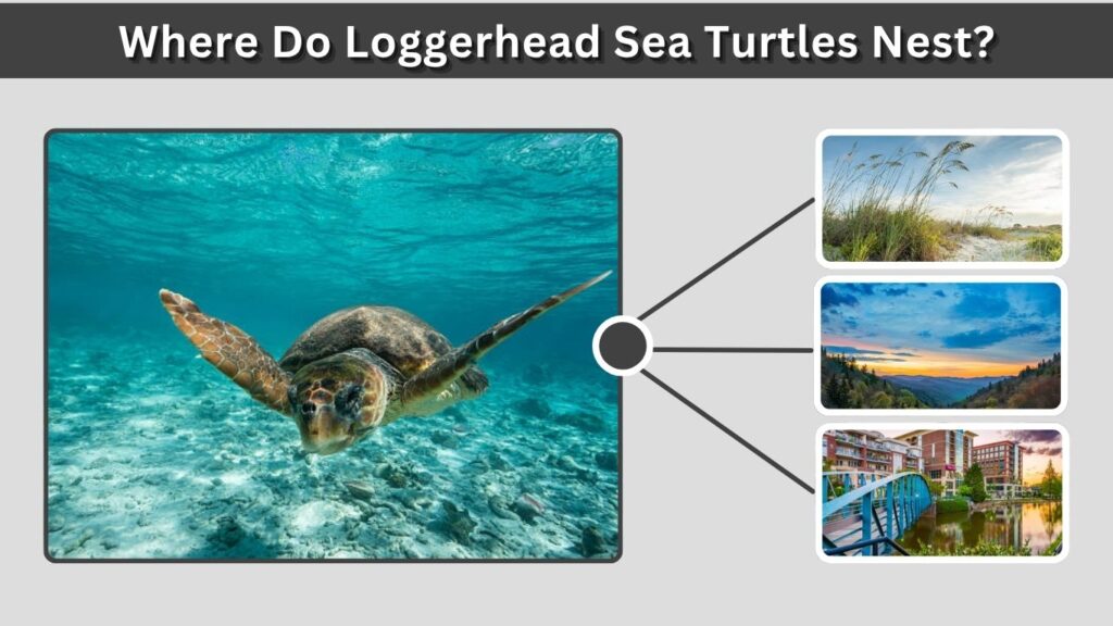 Where Do Loggerhead Sea Turtles Nest?