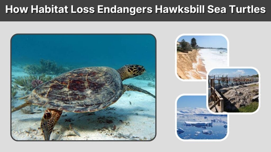 How Habitat Loss Endangers Hawksbill Sea Turtles