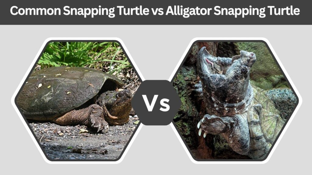 Common Snapping Turtle vs Alligator Snapping Turtle