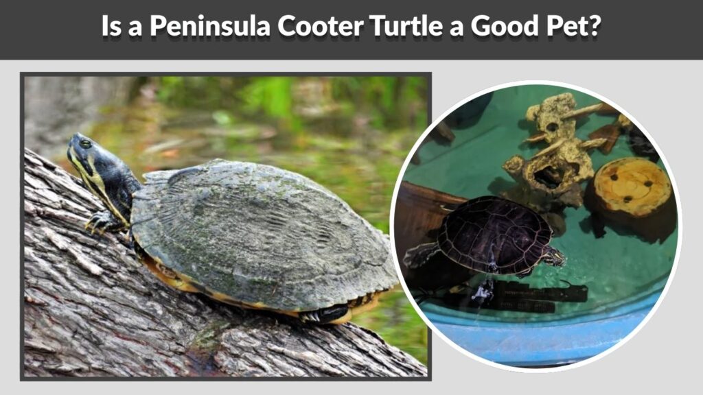 What Do Peninsula Cooter Turtles Eat?