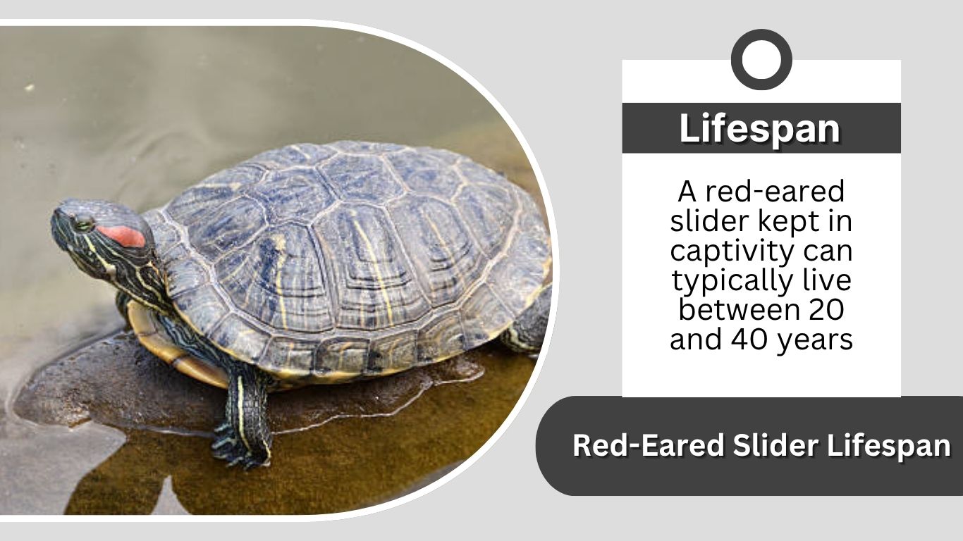 Red-Eared Slider Lifespan: How Long Do They Live?