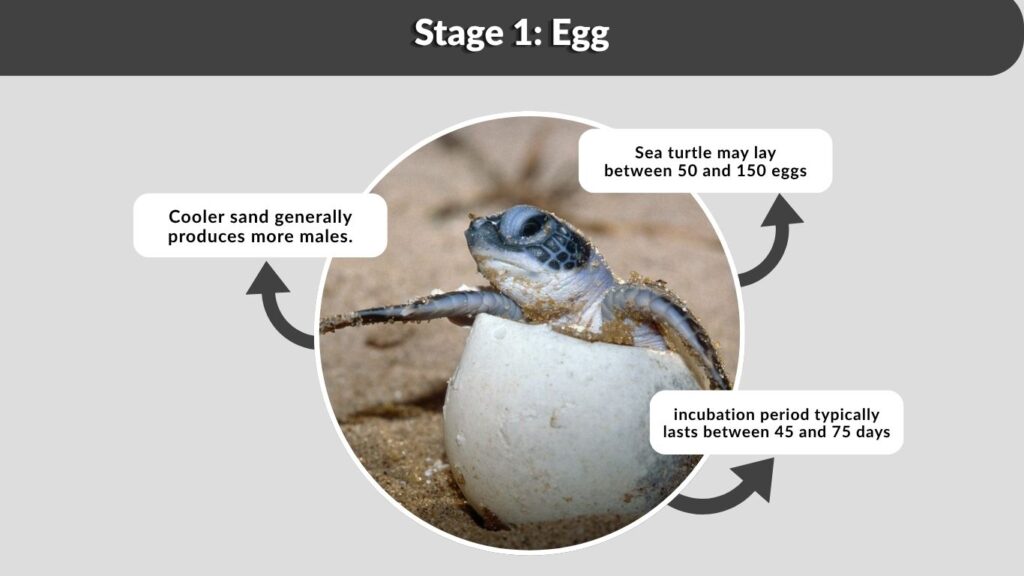 Stage 1: Egg