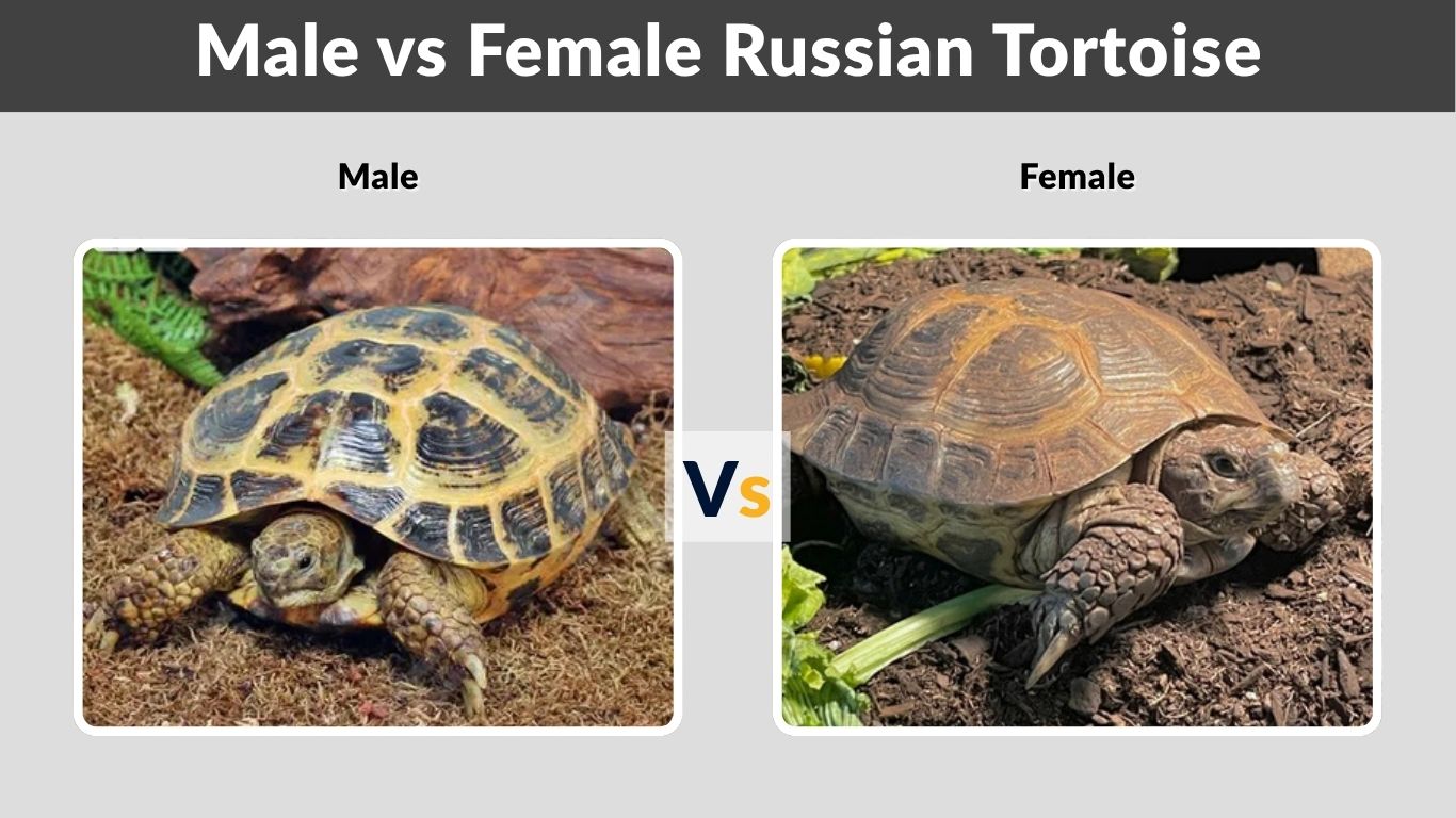Male vs Female Russian Tortoise: Size, Tail and Behavior