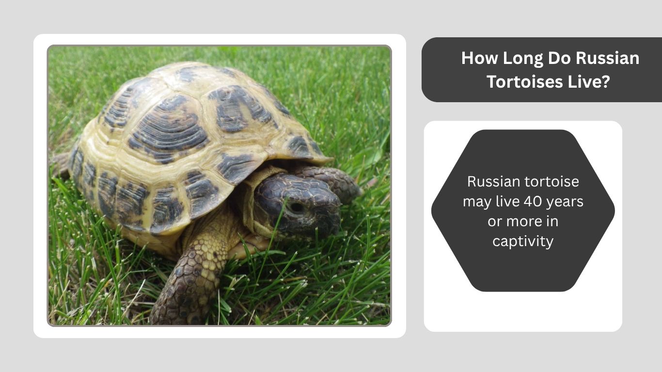 How Long Do Russian Tortoises Live? Lifespan Guide