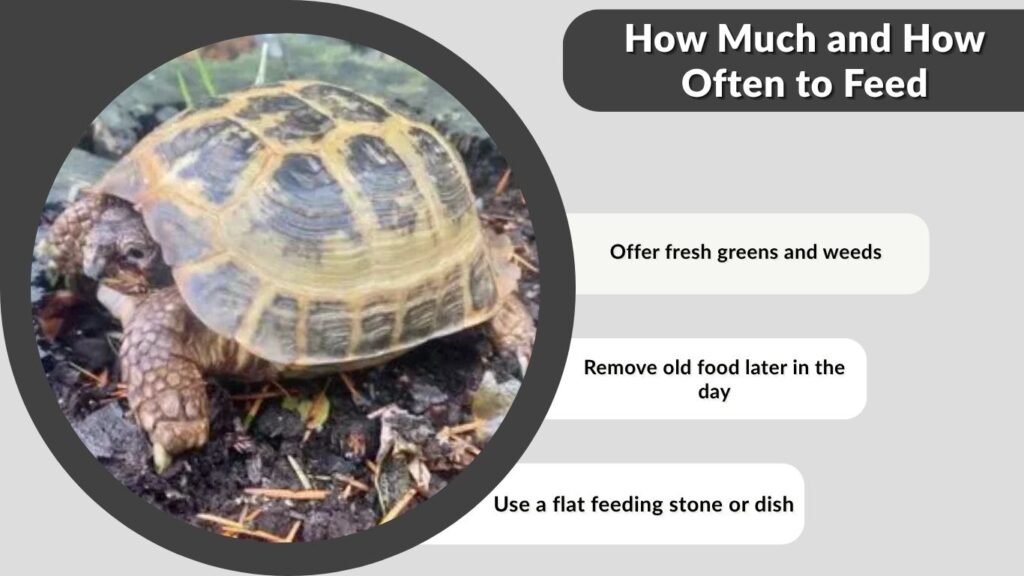 How Much and How Often to Feed