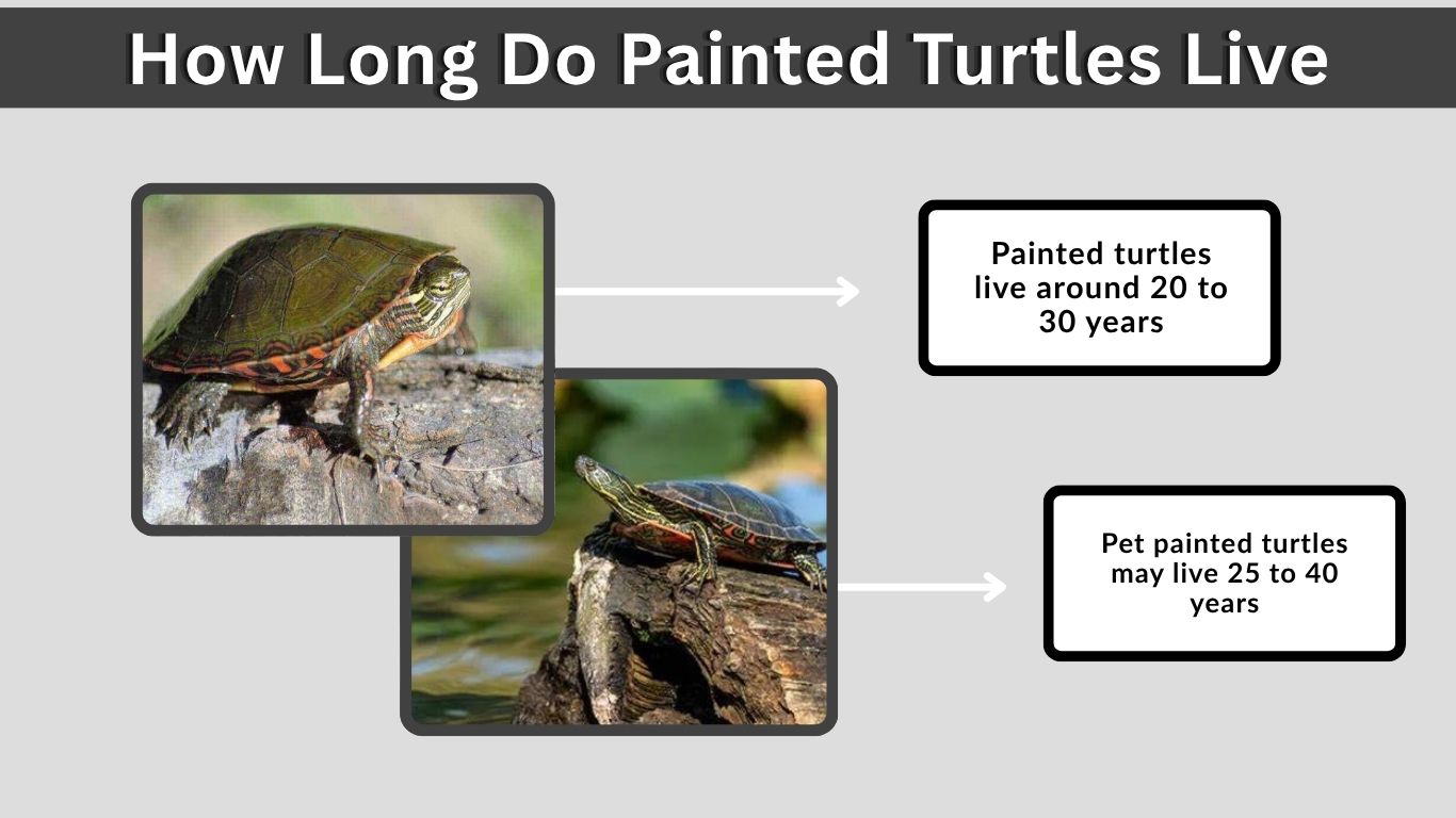 How Long Do Painted Turtles Live? Wild and Pet LifespanHow Long Do Painted Turtles Live? Wild and Pet Lifespan