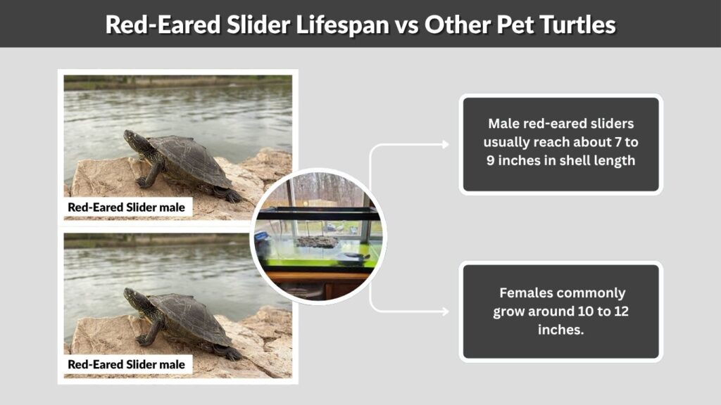 Average Red-Eared Slider Size