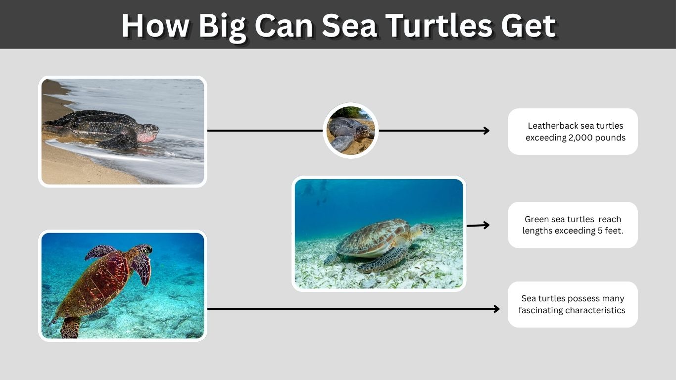 How Big Can Sea Turtles Get? Size, Weight and Facts