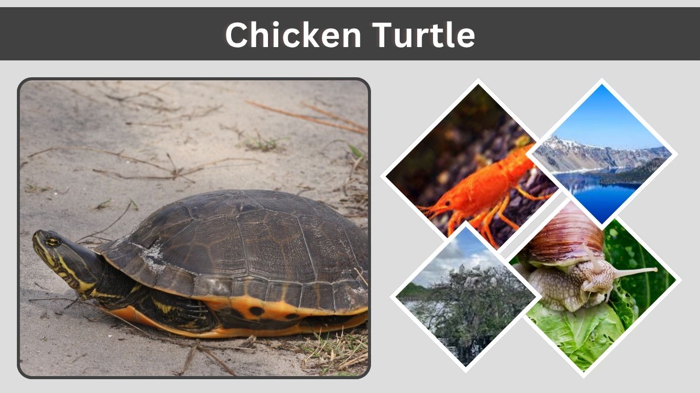 Chicken Turtle Facts, Size, Lifespan, Habitat and Diet