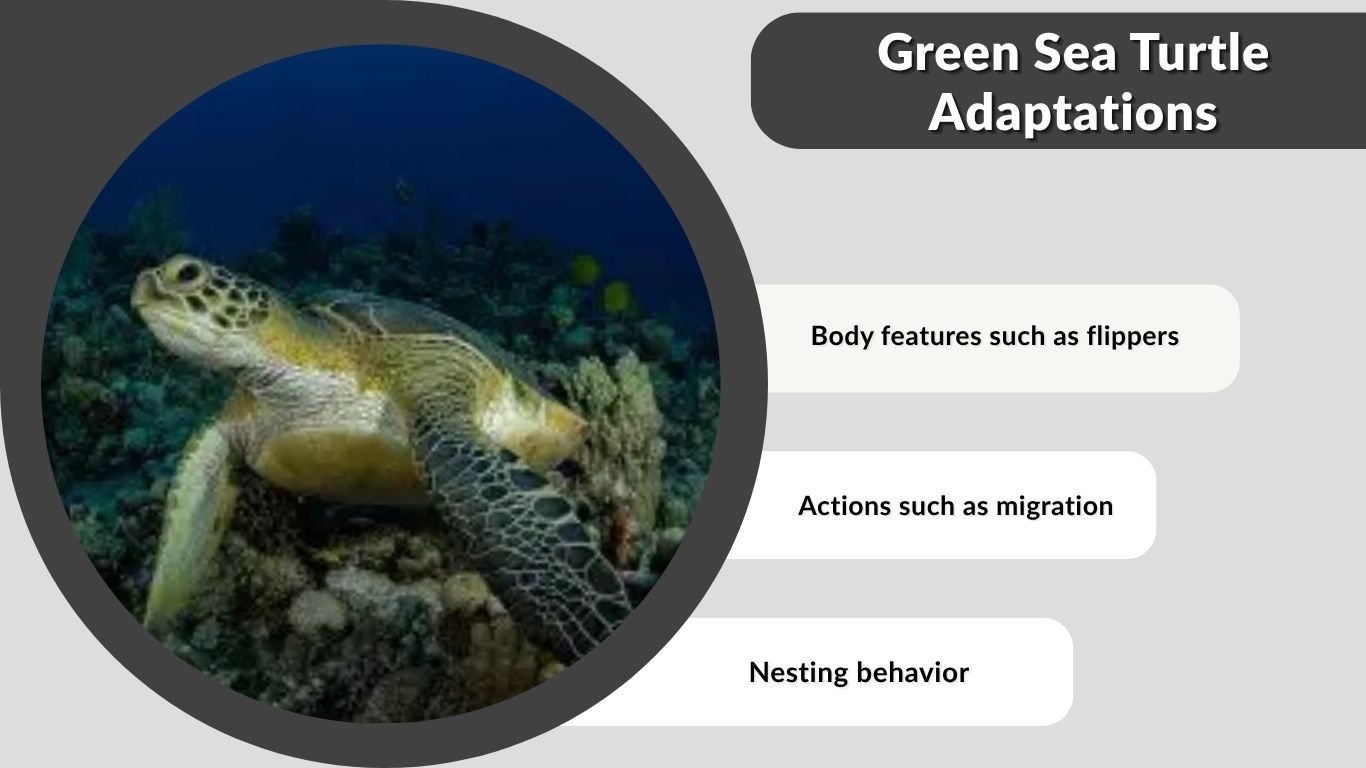 Green Sea Turtle Adaptations: How They Survive in the Ocean