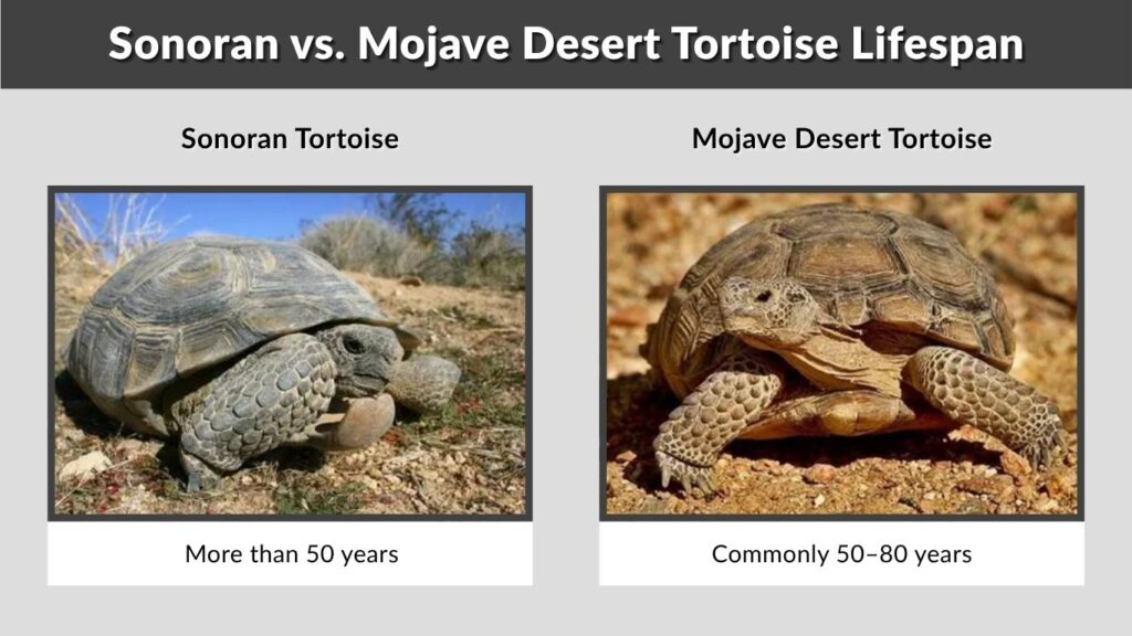 Sonoran vs. Mojave Desert Tortoise Lifespan