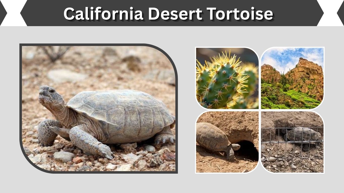 California Desert Tortoise: Habitat, Diet and Care