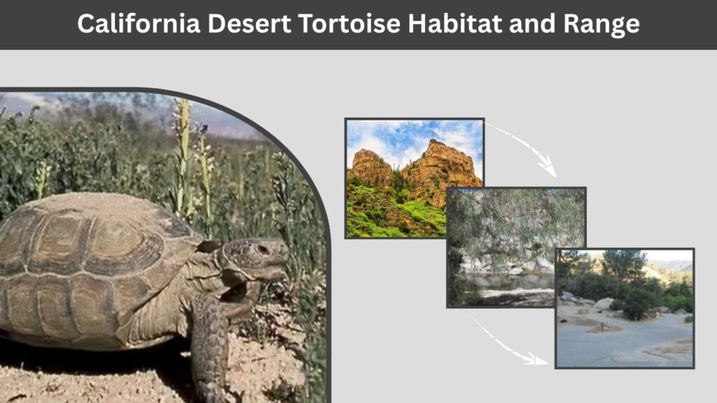 California Desert Tortoise Habitat and Range