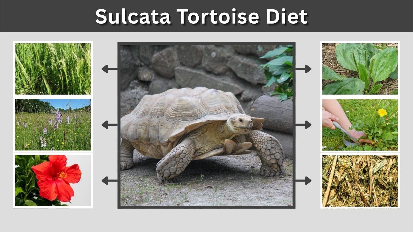 Sulcata Tortoise Diet: Food List, Chart, and Feeding Tips
