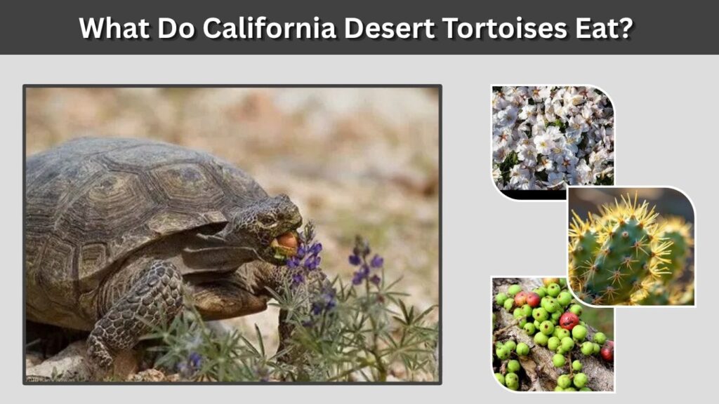 What Do California Desert Tortoises Eat?