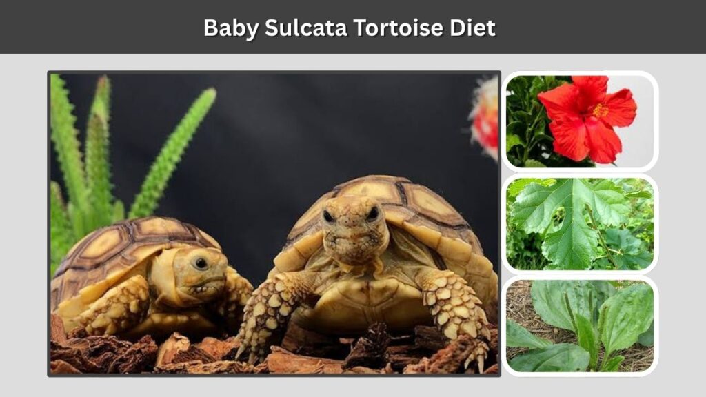 Baby Sulcata Tortoise Diet