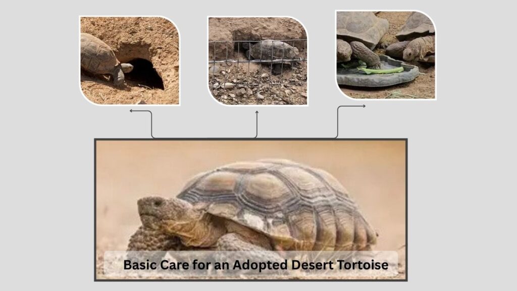 Basic Care for an Adopted Desert Tortoise