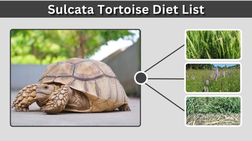 Sulcata Tortoise Diet List