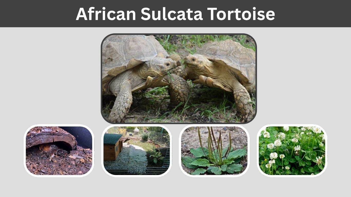 African Sulcata Tortoise: Size, Diet, Lifespan & Care