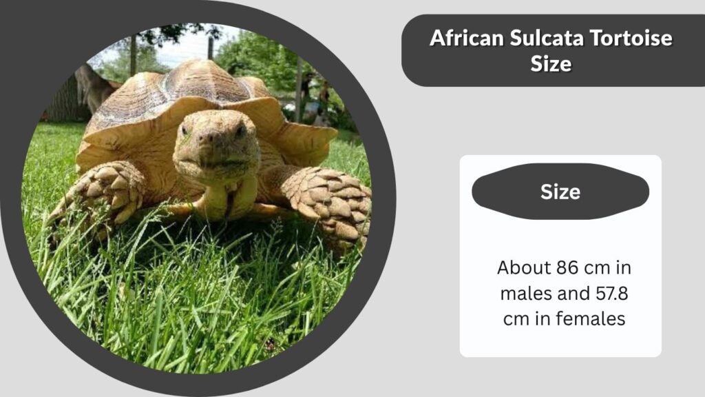 African Sulcata Tortoise Size