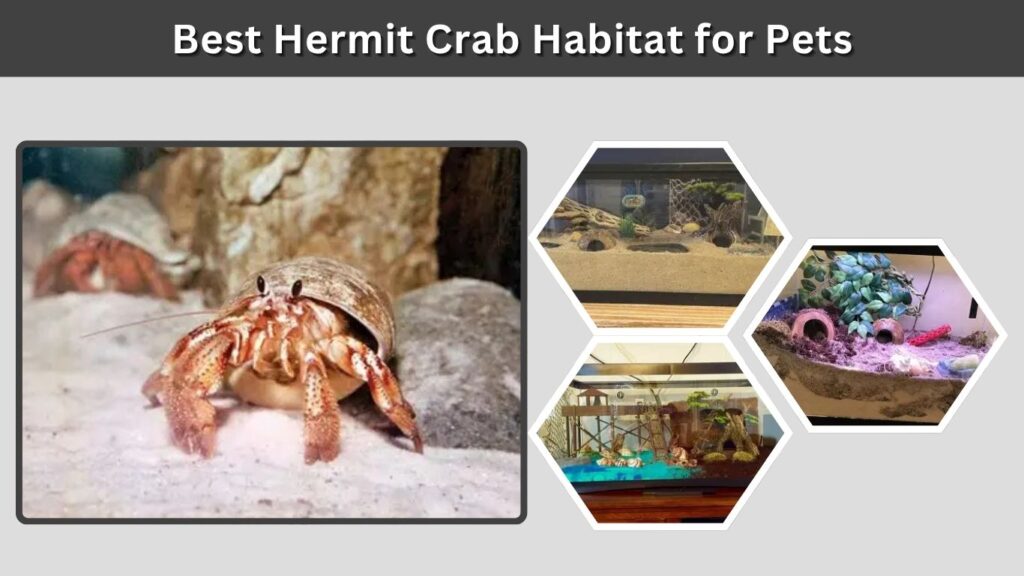 Best Hermit Crab Habitat for Pets