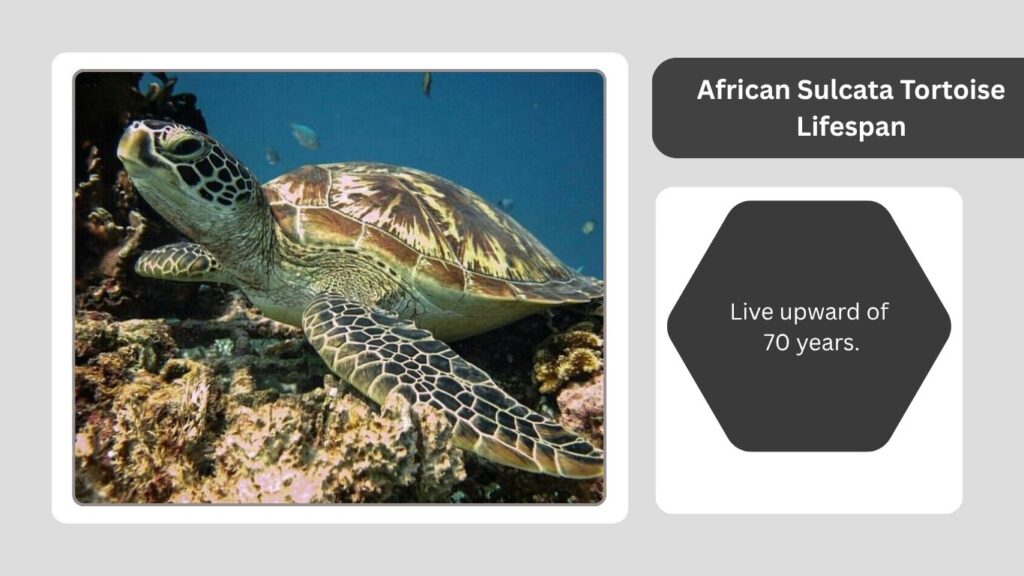 African Sulcata Tortoise Lifespan
