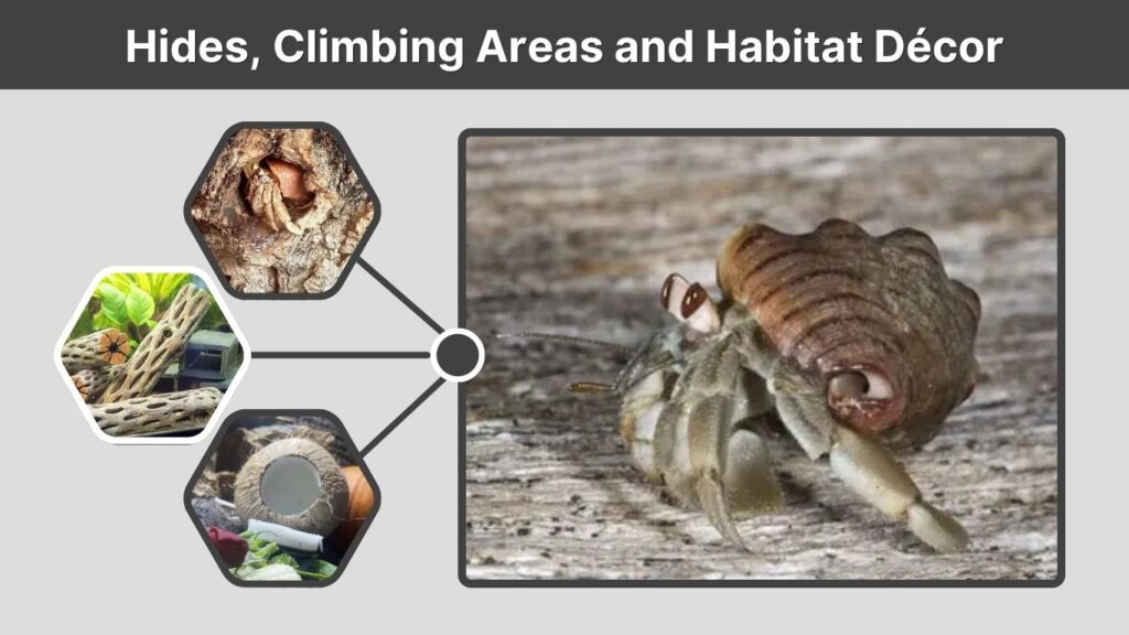Hides, Climbing Areas and Habitat Décor