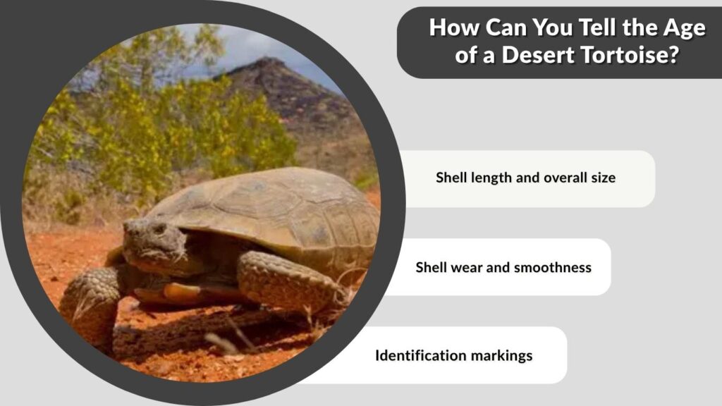 How Can You Tell the Age of a Desert Tortoise?