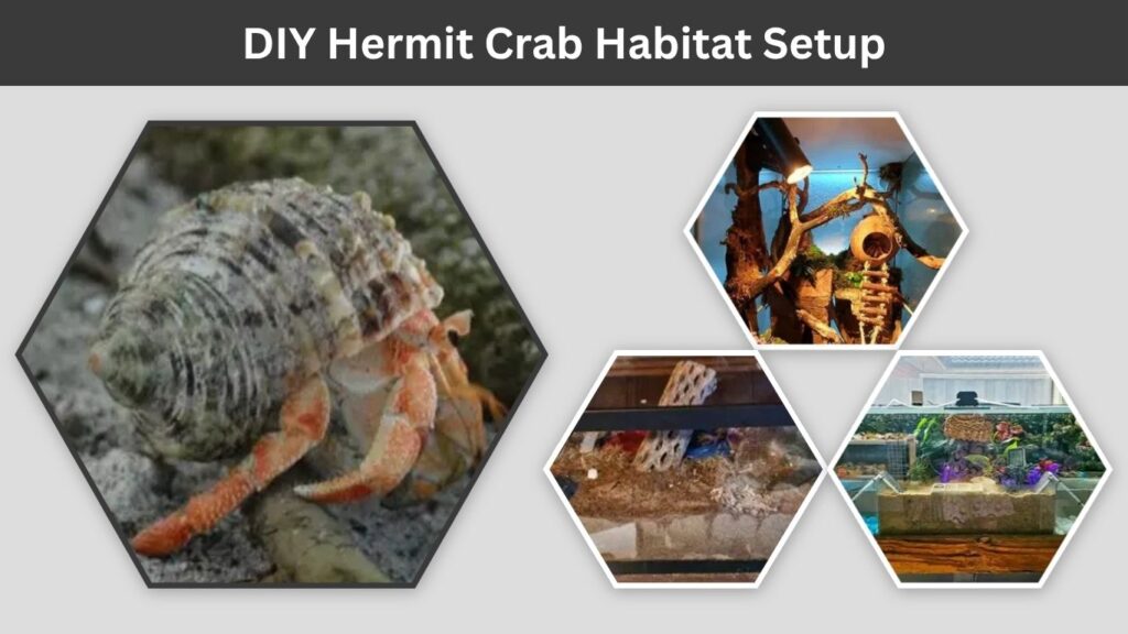 DIY Hermit Crab Habitat Setup