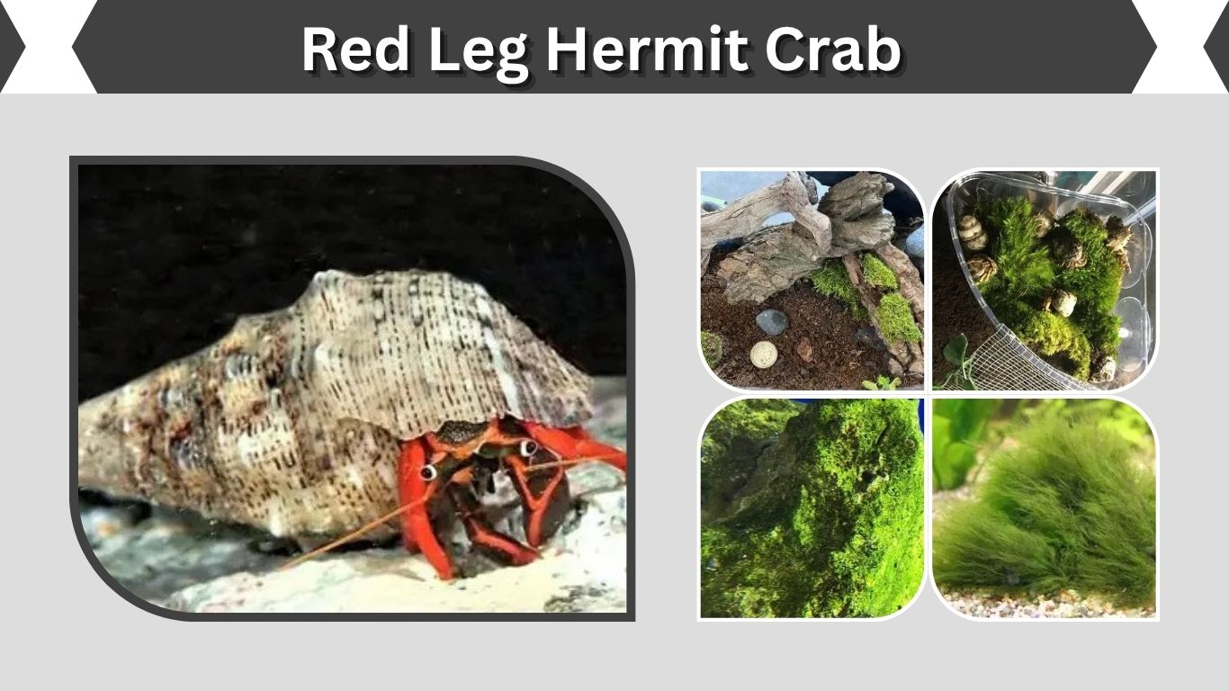 Red Leg Hermit Crab: Care, Diet, Size and Reef Safety