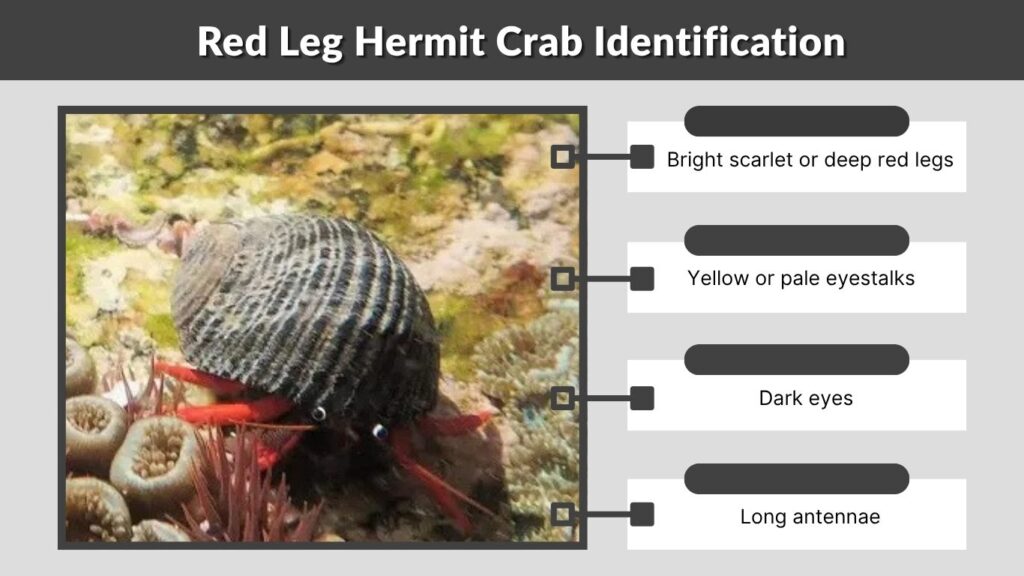 Red Leg Hermit Crab Identification