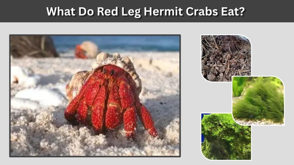 What Do Red Leg Hermit Crabs Eat?